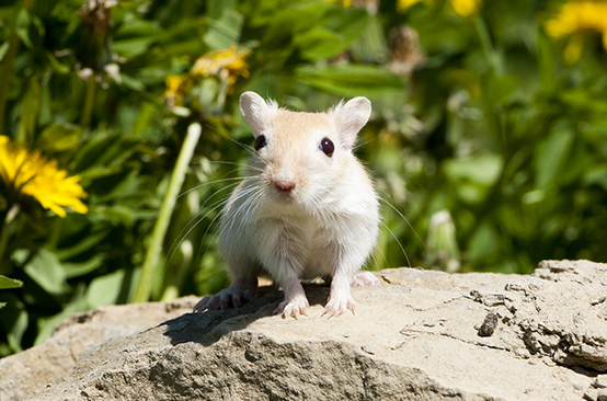 Hamsters Cunipic