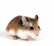 Hamsters