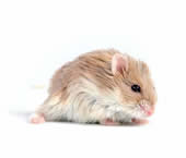 Hamsters