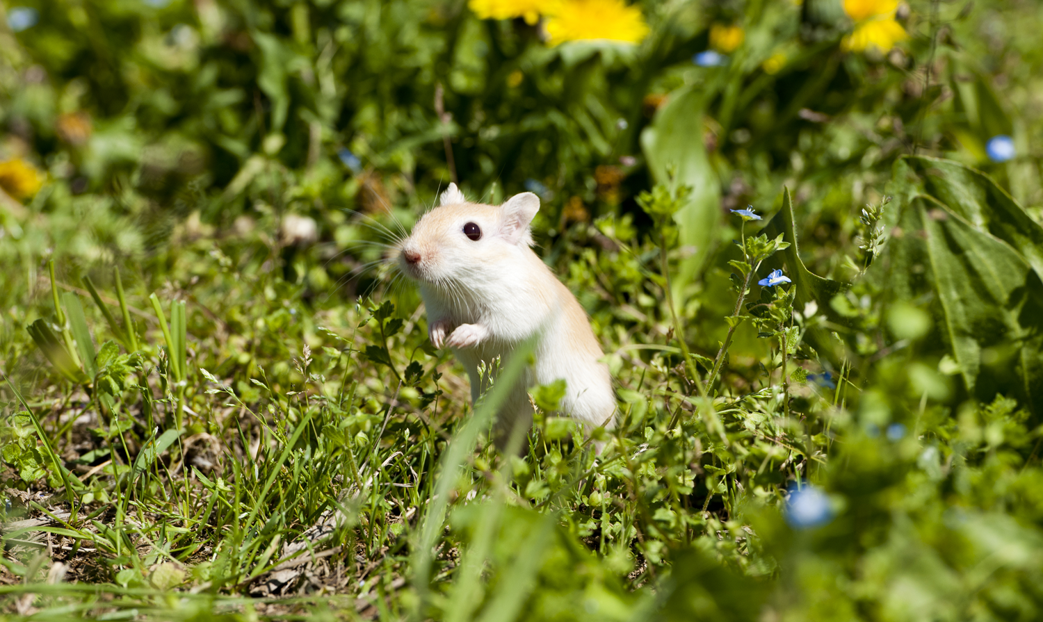 Tipos de Hamsters