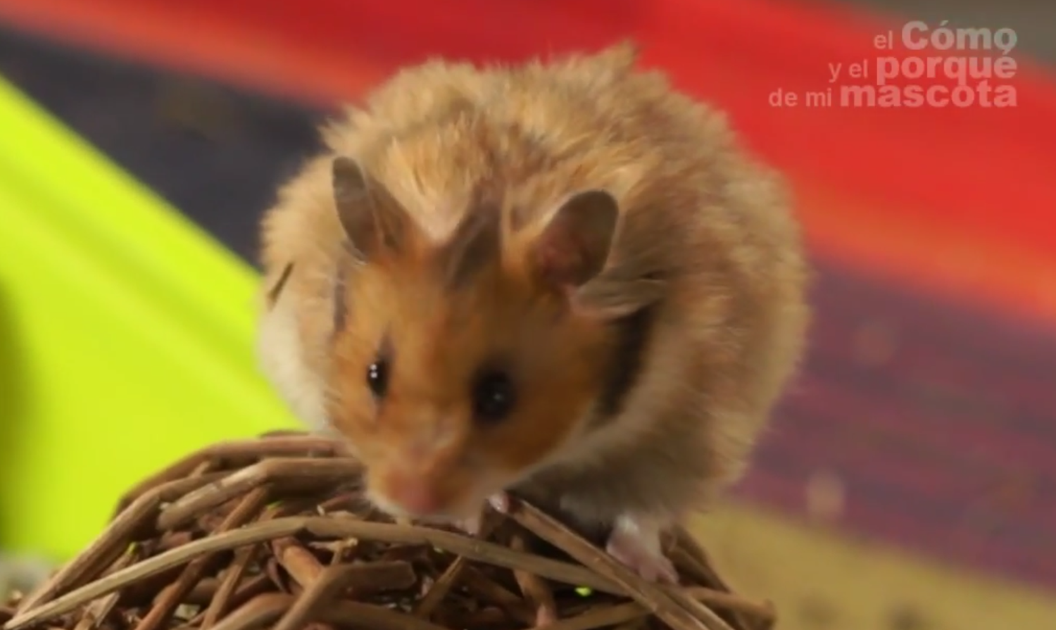 Tipos de Hamsters