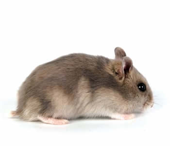 Hamster ruso