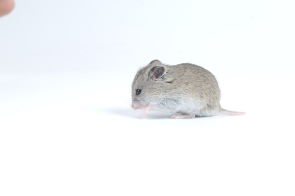 Hamster Chino