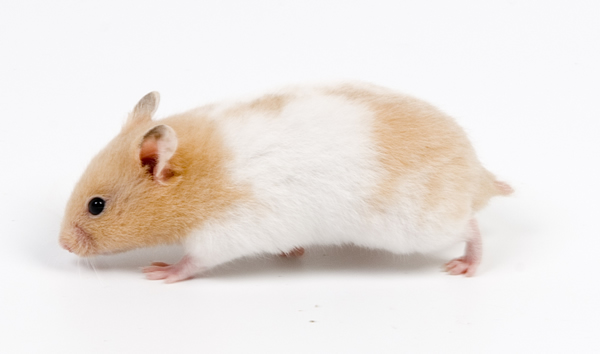 Hamster comun bicolor